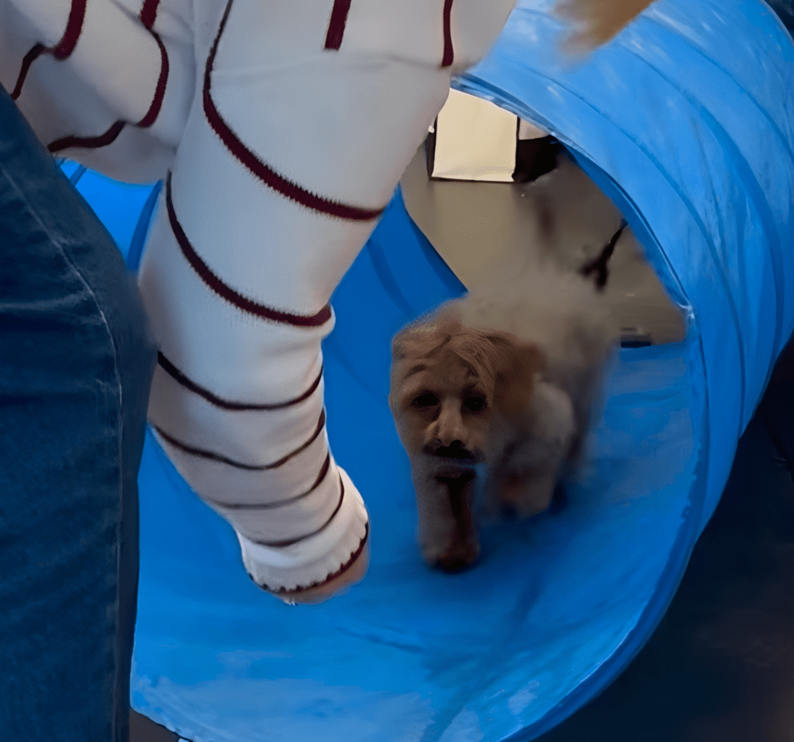 Small dog inside a blue play tunnel with a person nearby.