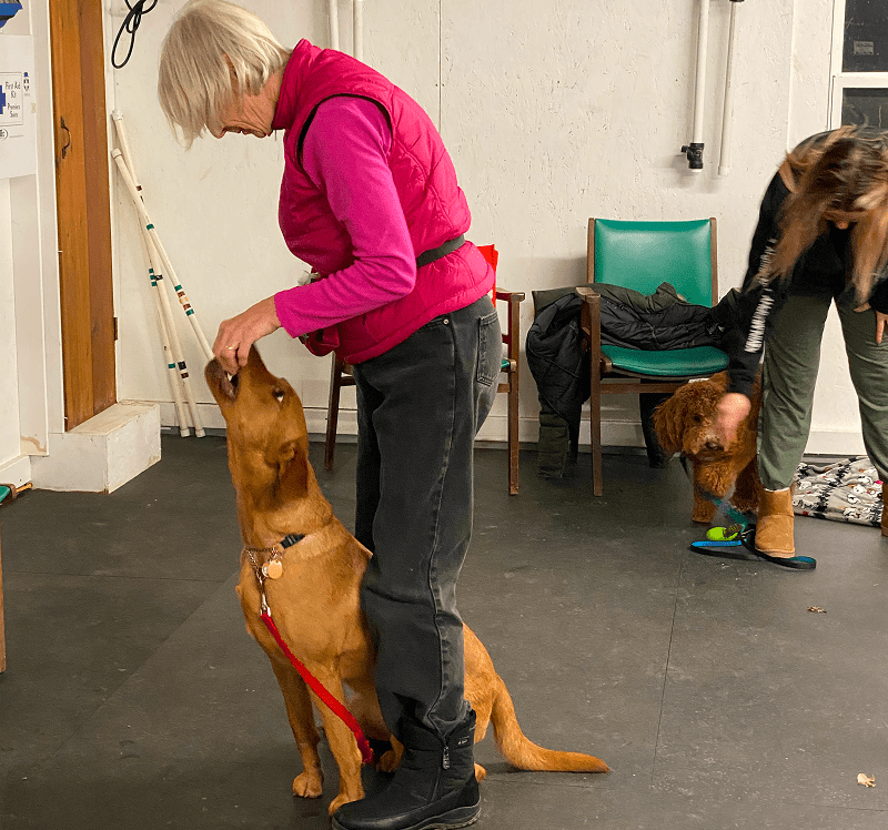 Woman training a golden retriever indoors, another person with a dog in the background.