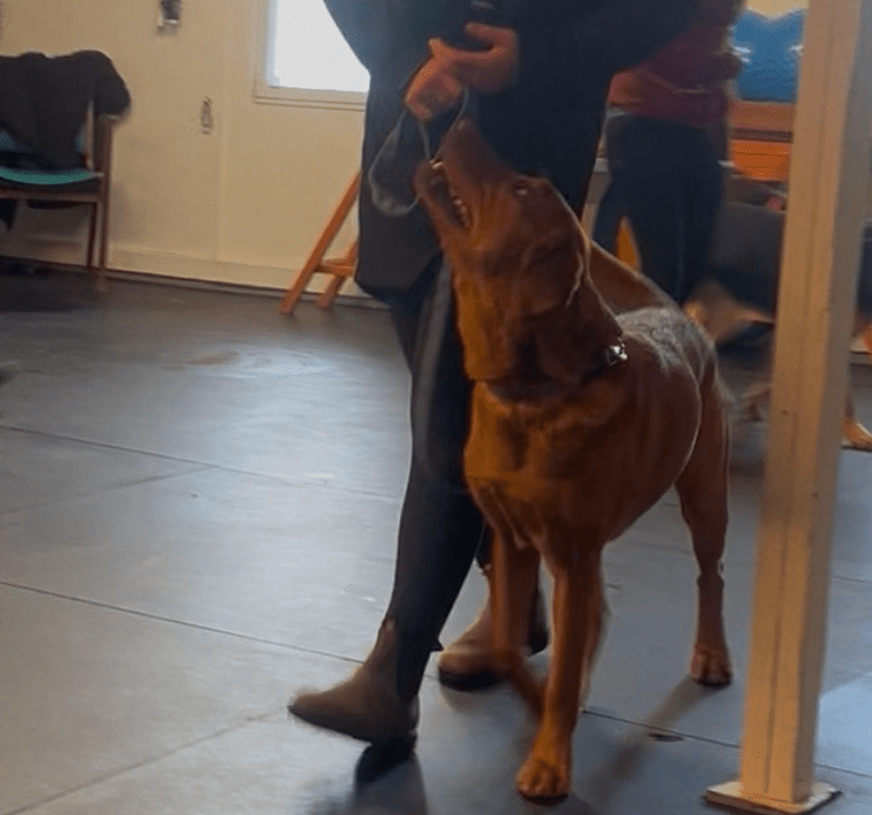 A dog standing close to a person's legs indoors.