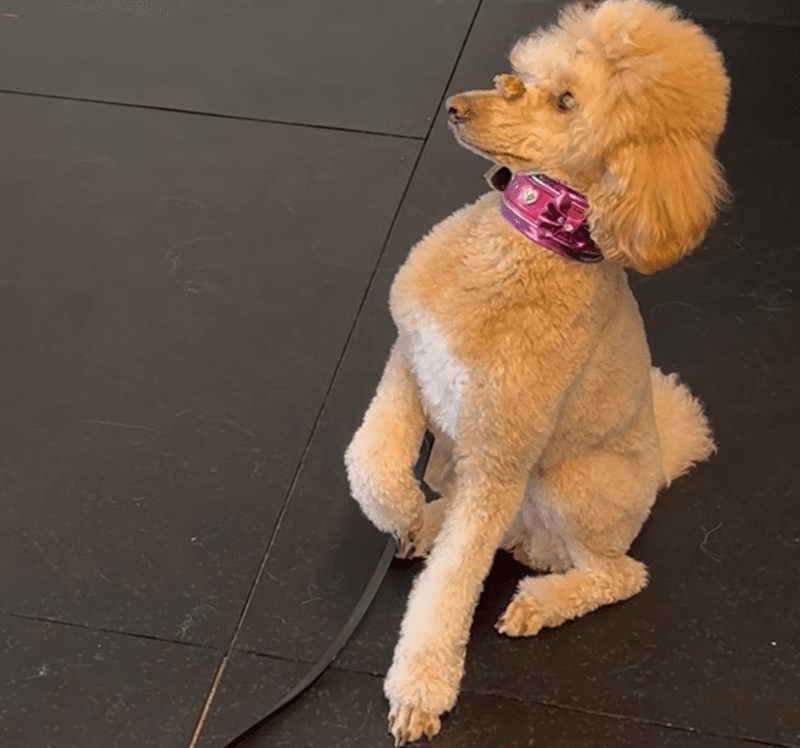 A small poodle with a pink bow sitting attentively.