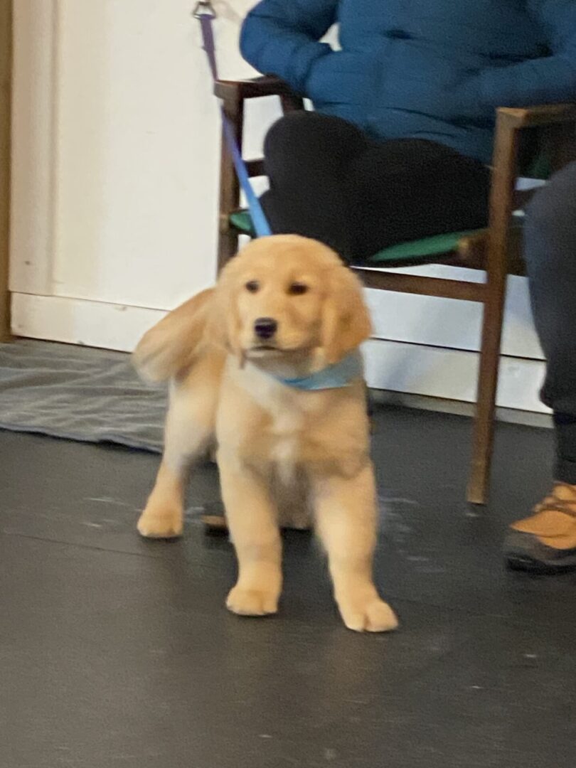 A playful Golden Retriever puppy running indoors.
