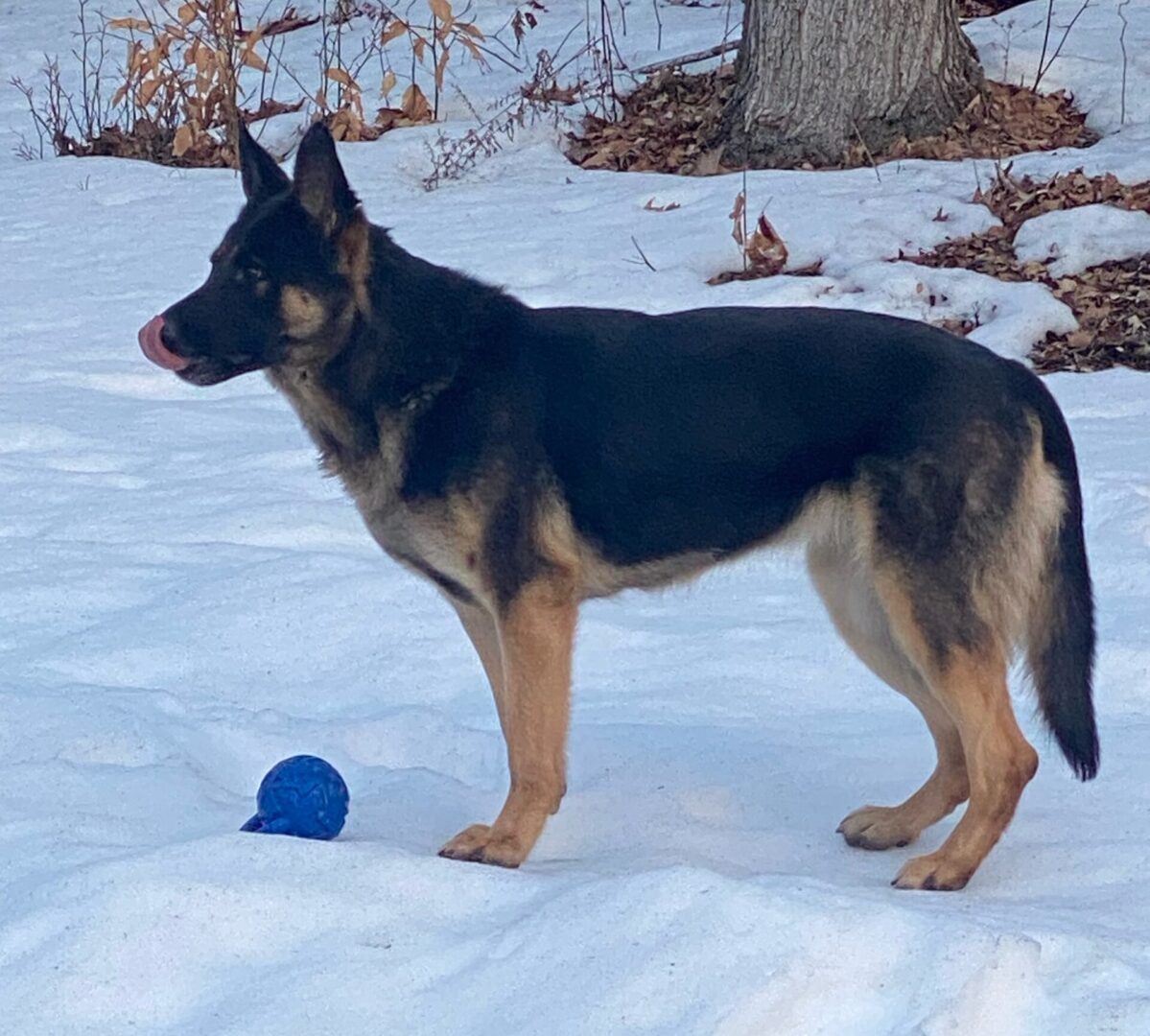 A German Shepherd dog standing alert on snow near a blue ball.