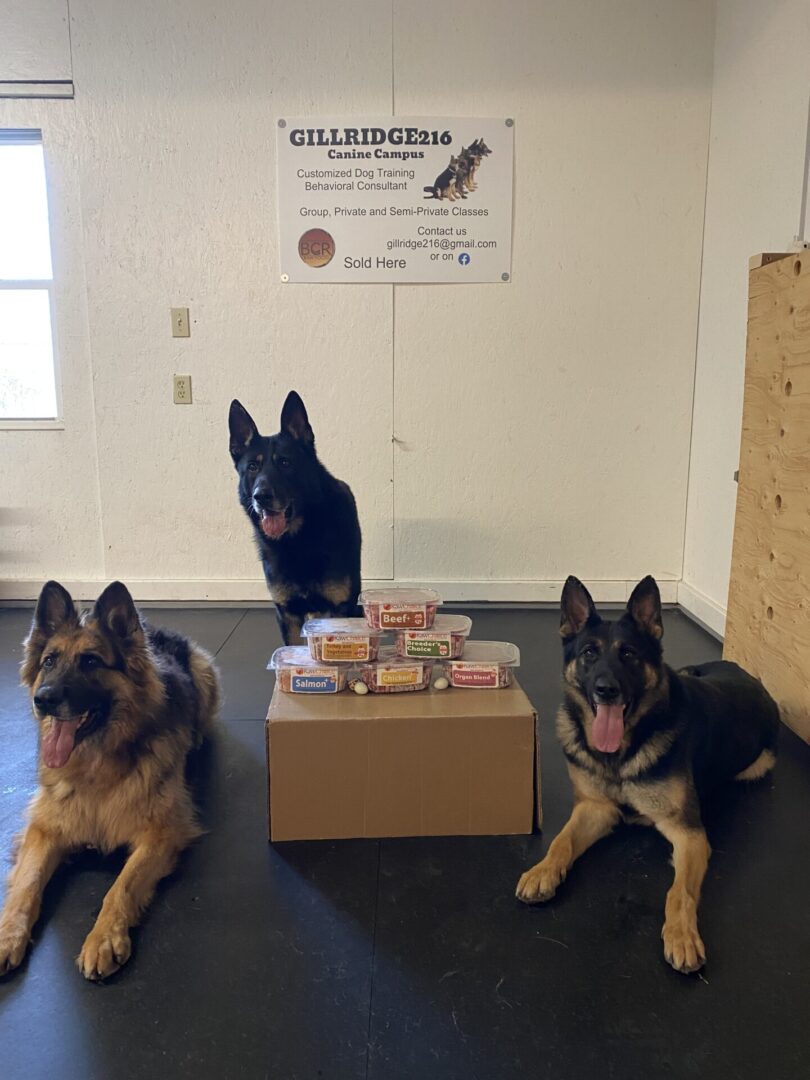 Three German Shepherds posing with a box of items indoors.