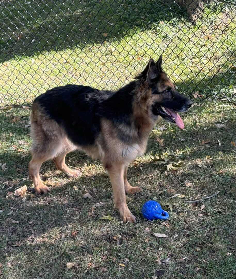 German Shepherd standing on grass near a blue toy outdoors.