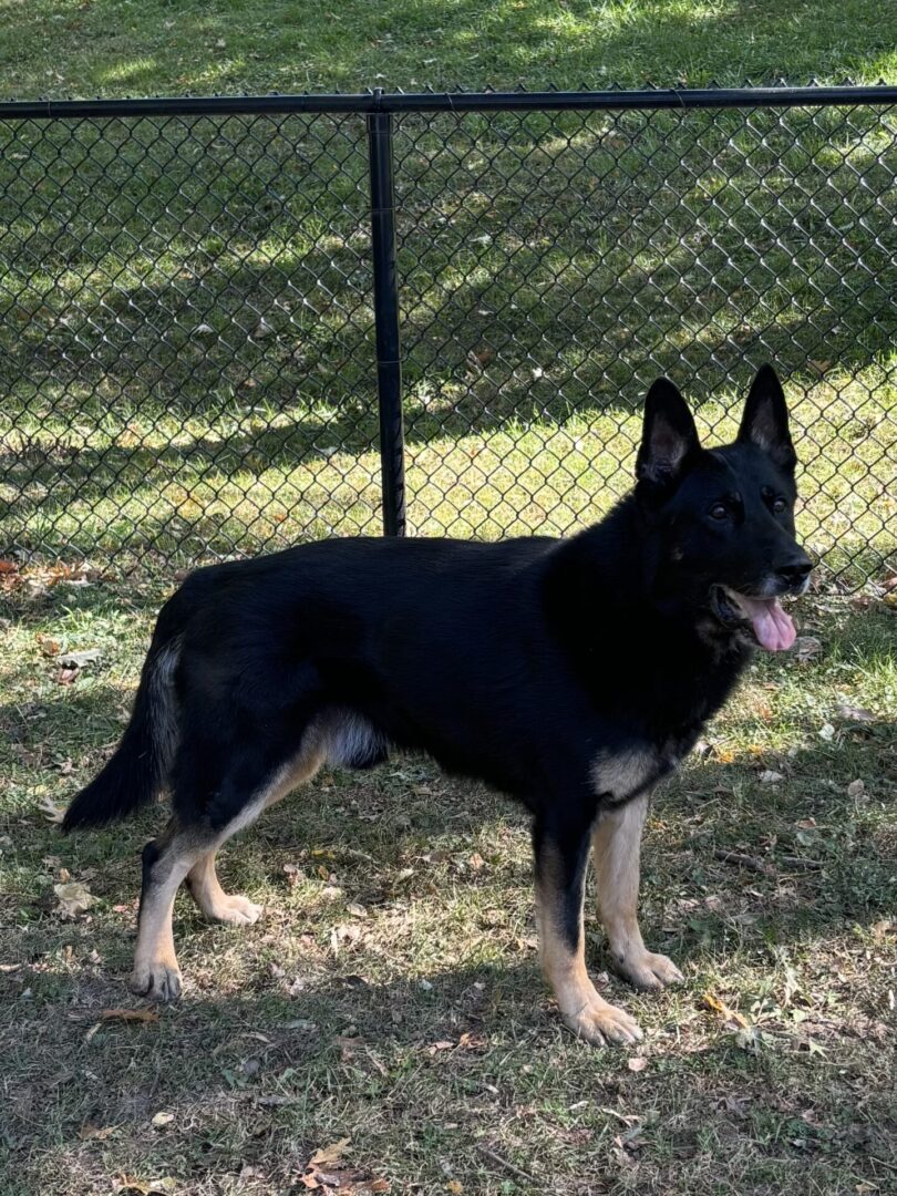 A black and tan German Shepherd standing on grass near a fence.