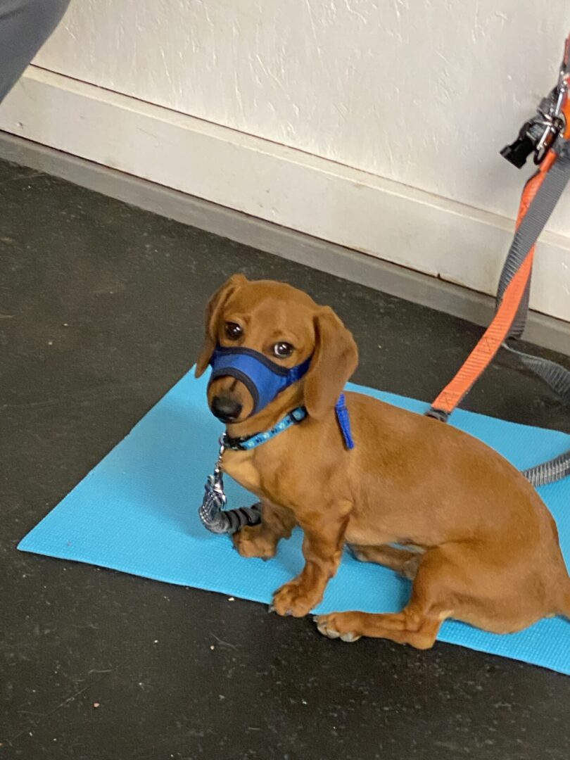 A small brown dog sitting on a blue mat with a leash attached.