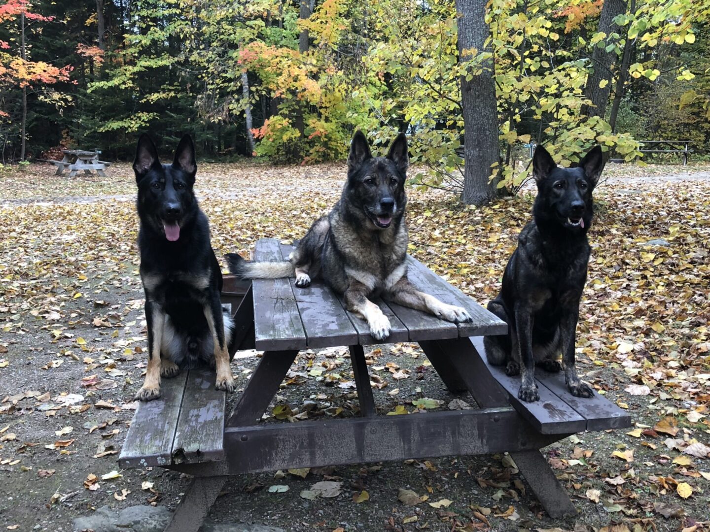 Three German Shepherd dogs sitting on and around a wooden picnic table in a forest.