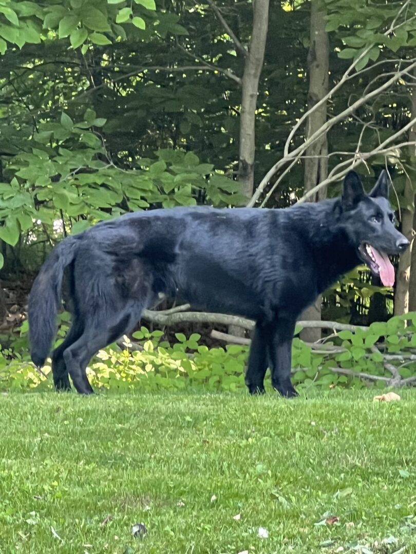 A black dog standing on grass near trees with its tongue out.