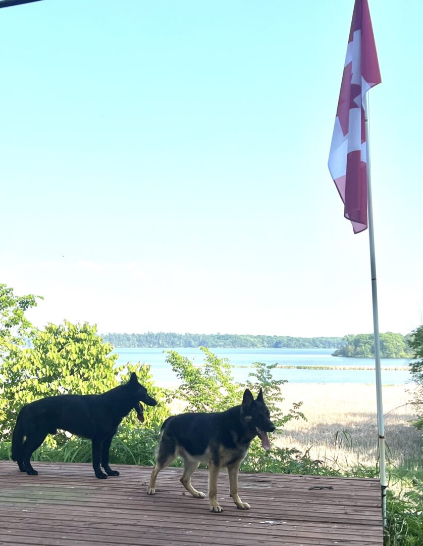 Two dogs standing near a flag by a water body under clear sky.