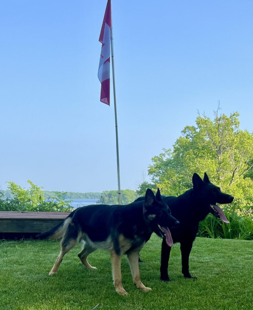 Two German Shepherd dogs standing near a flagpole outdoors.