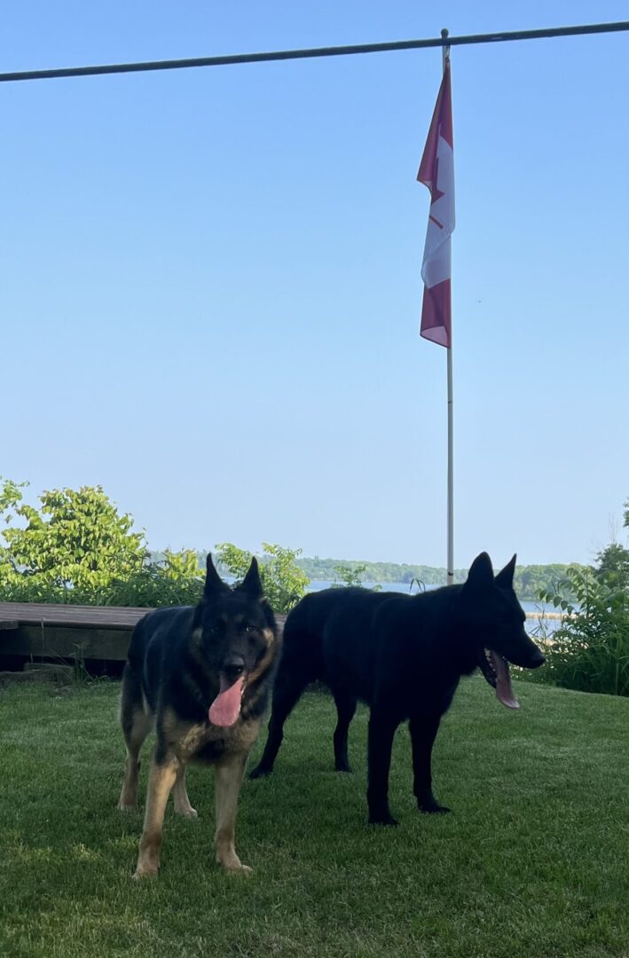 Two black dogs standing on grass near a flagpole under a clear blue sky.
