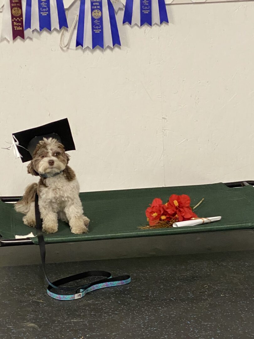 A puppy wearing a graduation cap sits next to a bouquet on a bench.