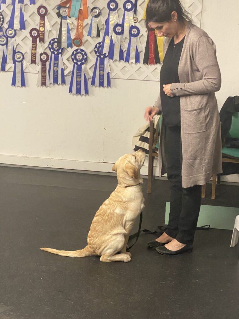 A golden retriever sitting attentively in front of a person indoors.