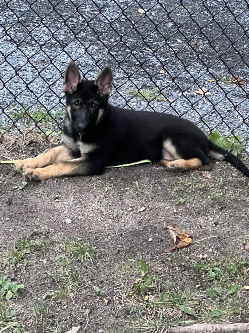 Young German Shepherd puppy lying on dirt near a chain-link fence.