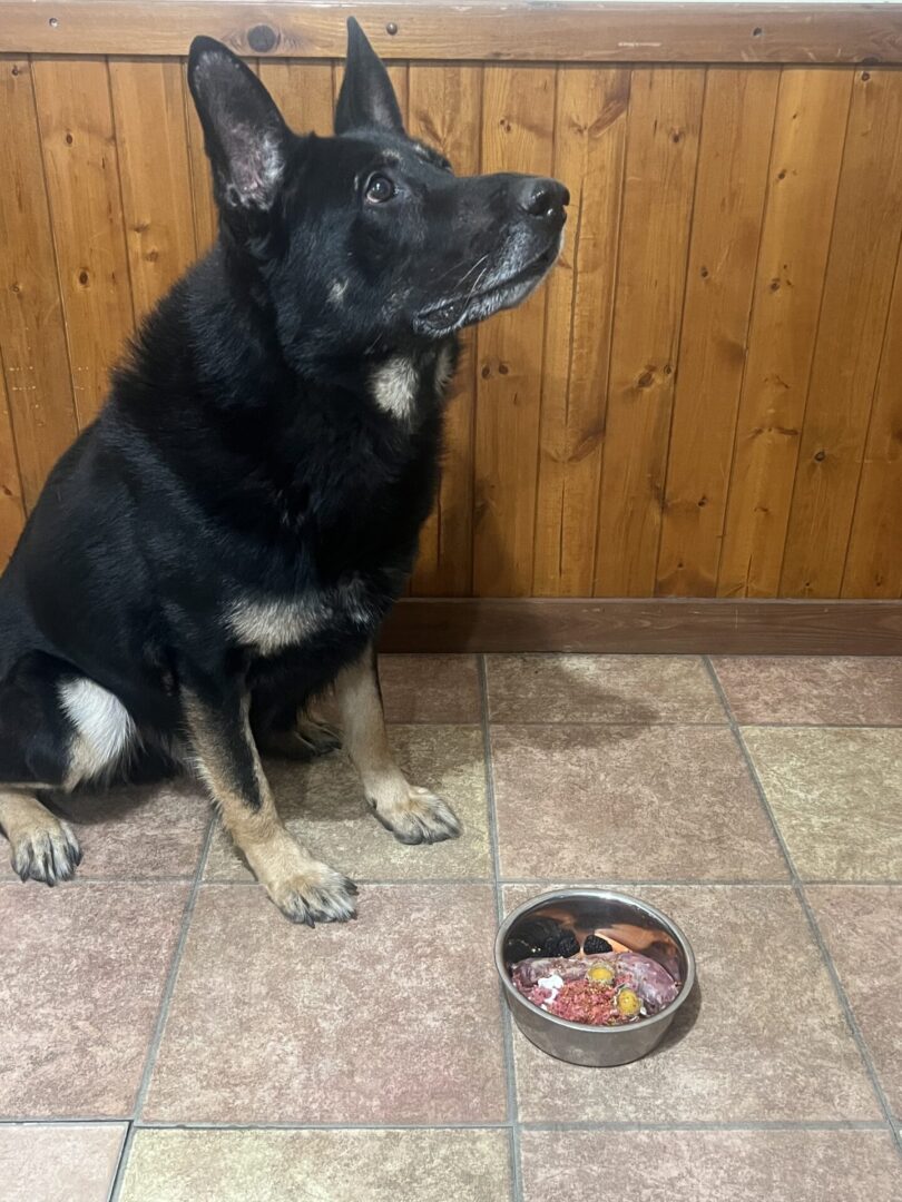 A black and tan dog sitting beside a bowl of food indoors.