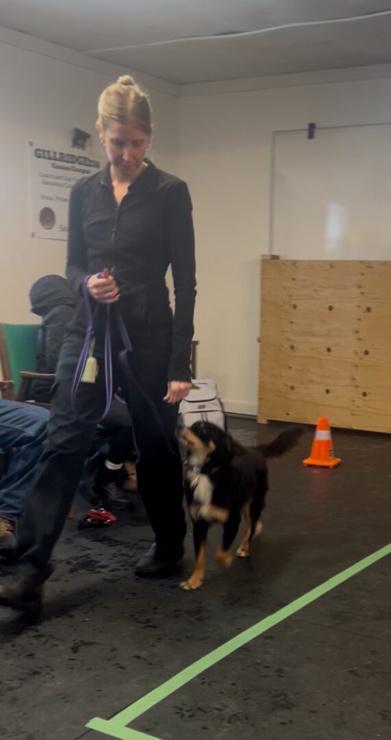 A person training a dog indoors with an orange cone.