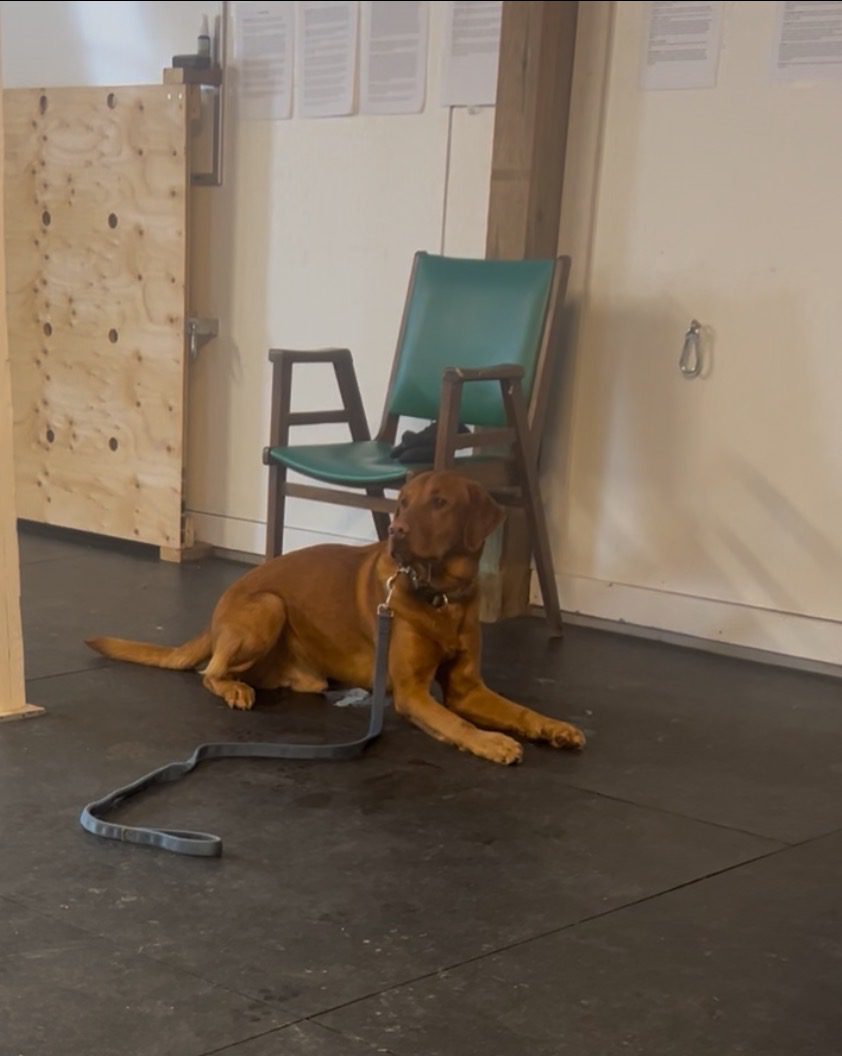 A brown dog lying on the floor next to a leash in a room with chairs.