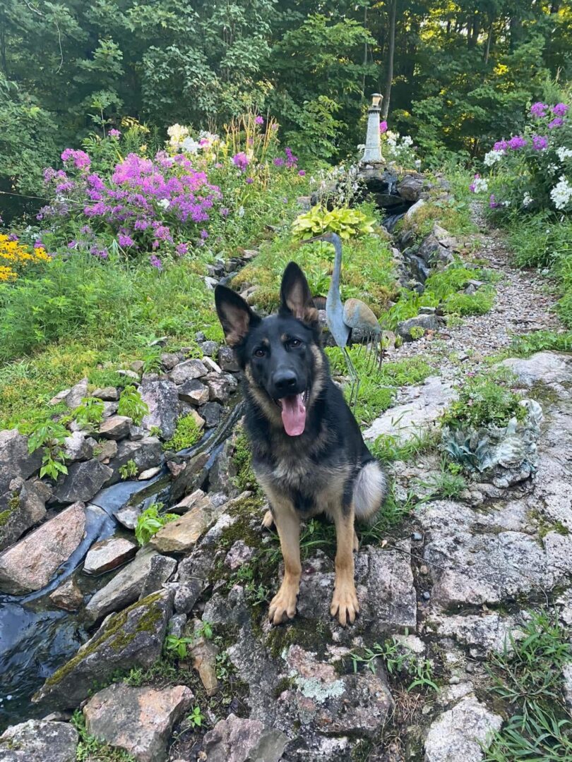 Happy German Shepherd puppy sitting on a rocky garden path.