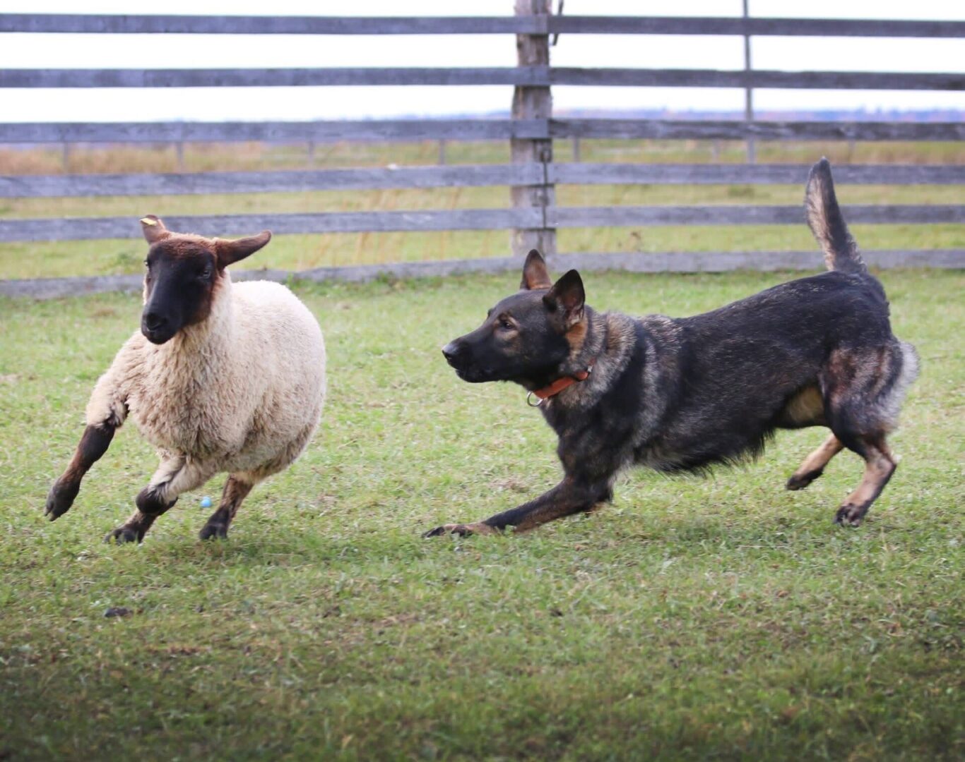A dog herding a sheep in a fenced grassy area.