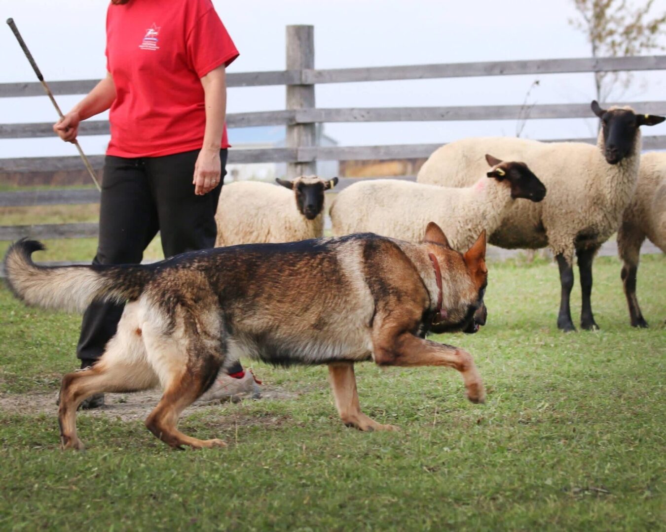 A dog herding sheep in a fenced grassy area.