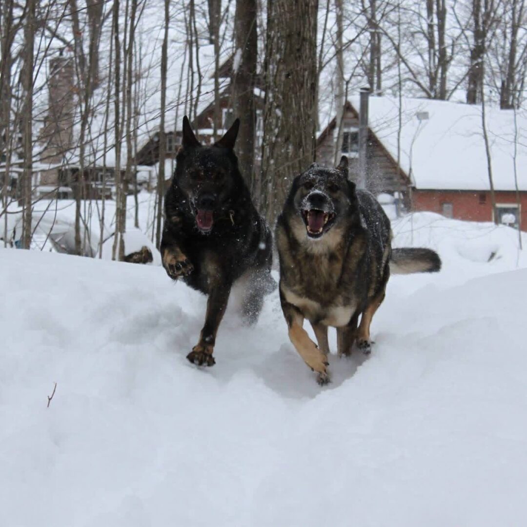 Two dogs running energetically through the snow in a wooded area.