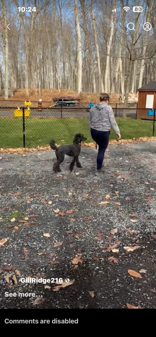 Person walking a black poodle on a gravel path near a fence.