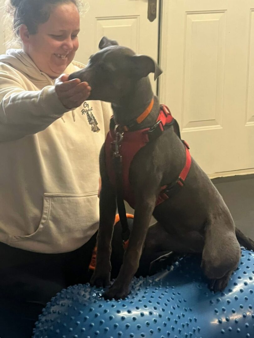 A black dog with a red harness sitting next to a person wearing a white hoodie.