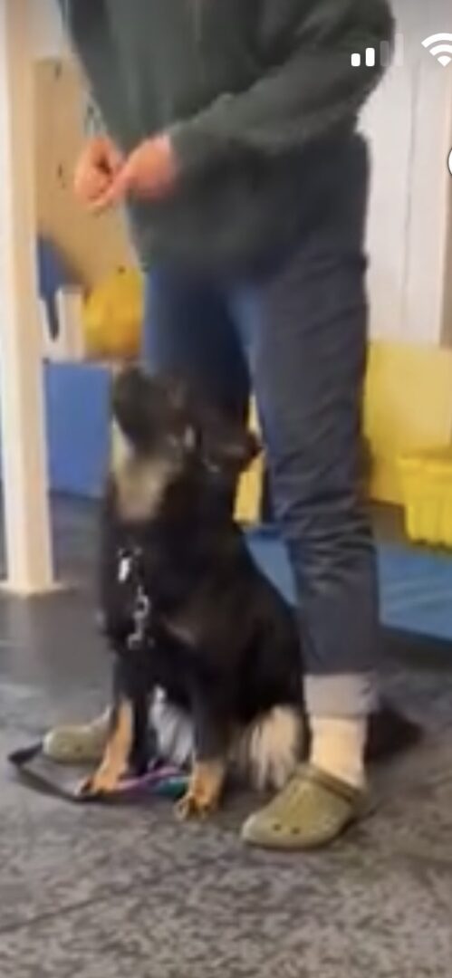 A black dog sitting next to a person's legs indoors.