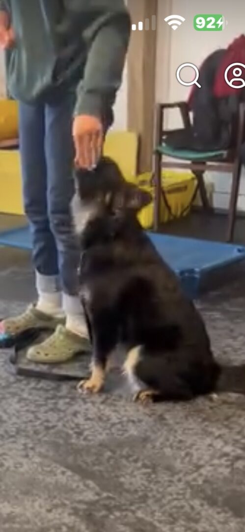 A black and tan puppy sitting attentively indoors.