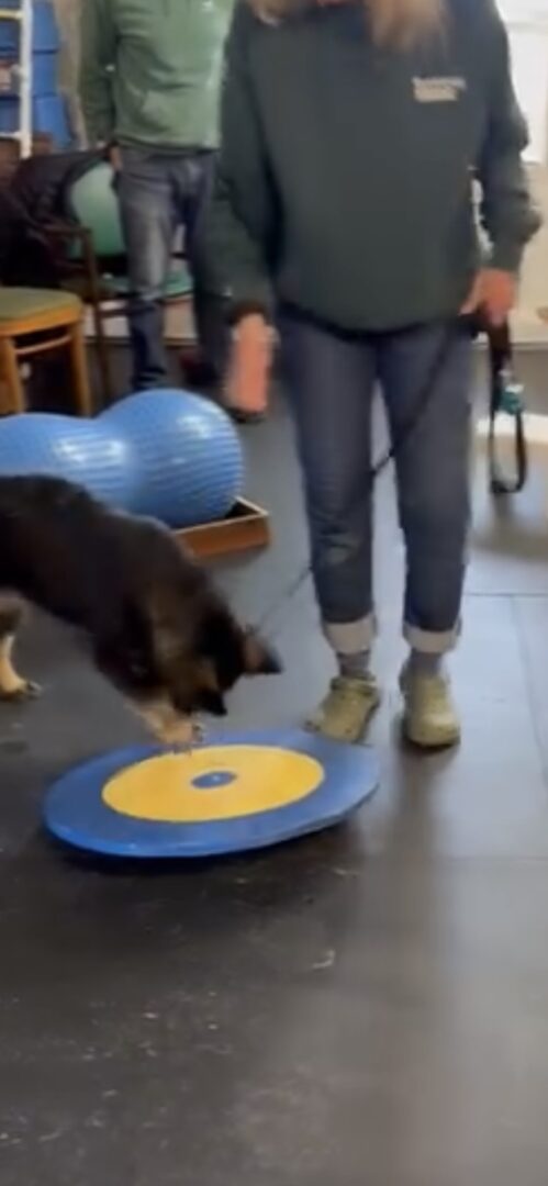 Dog interacting with a toy on the floor.