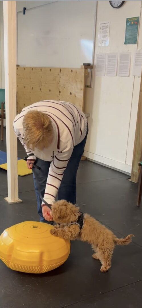 Person bending down to pet a small dog indoors.