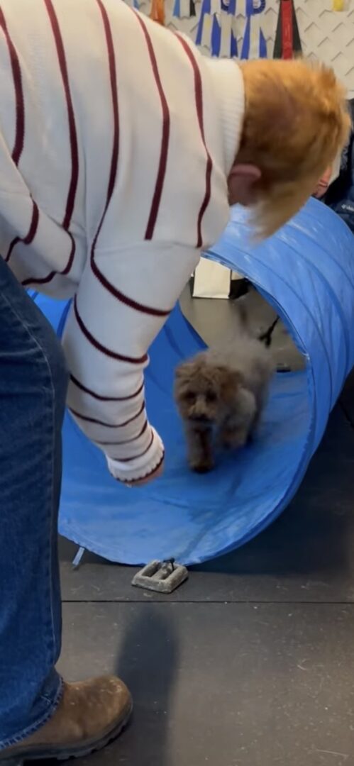 Small puppy walking through a blue tunnel indoors.