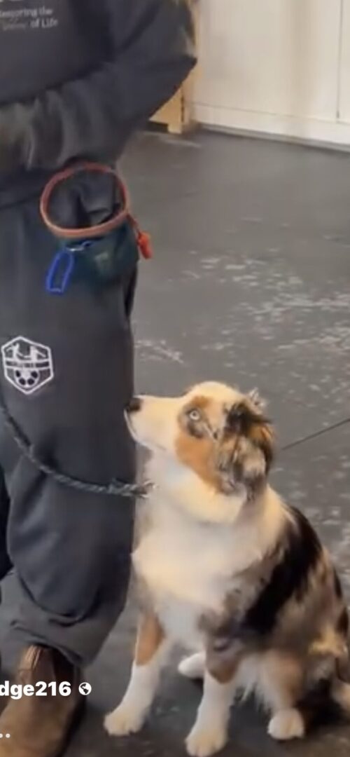 A dog wearing a muzzle and leash outdoors.