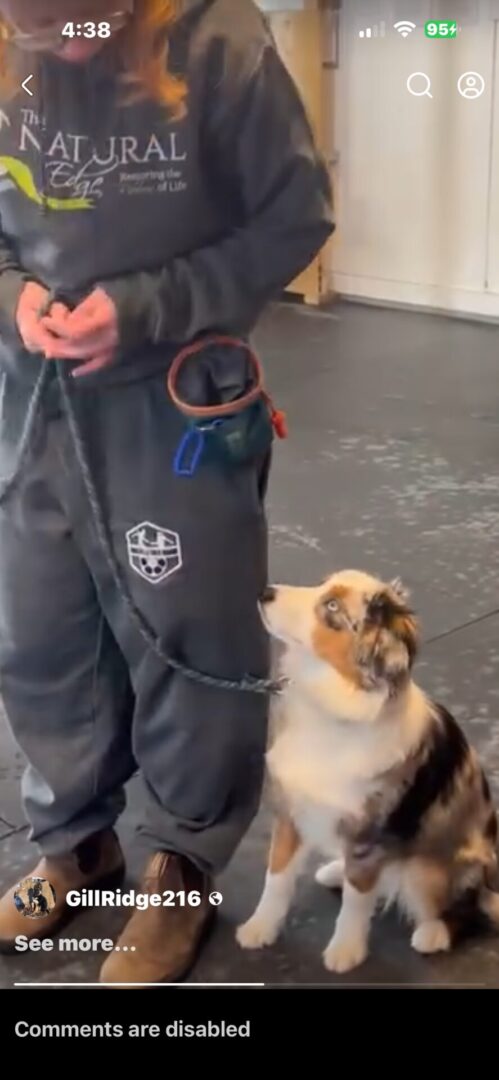 A dog attentively watches a person holding a leash.