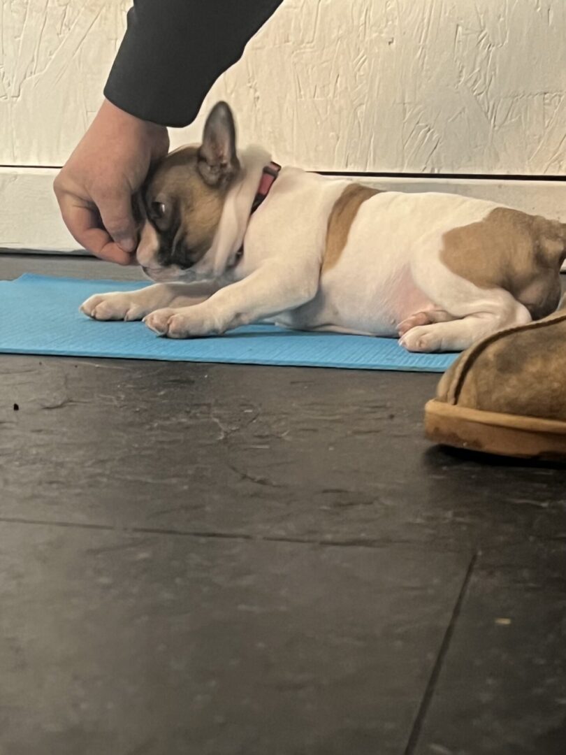 A small dog resting on a blue mat while being gently petted.