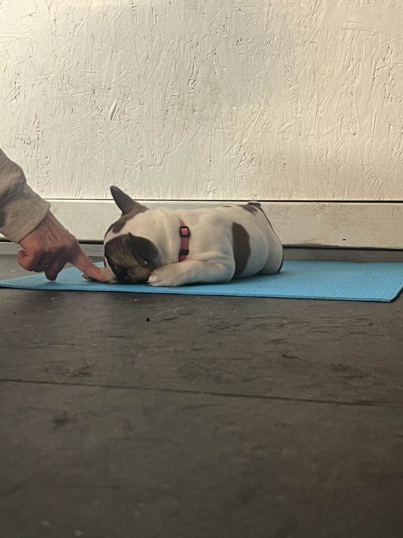 A puppy resting on a blue mat while reaching for a person's finger.