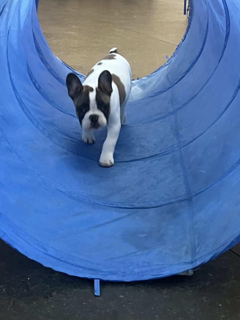 A small black and white dog running through a blue tunnel.