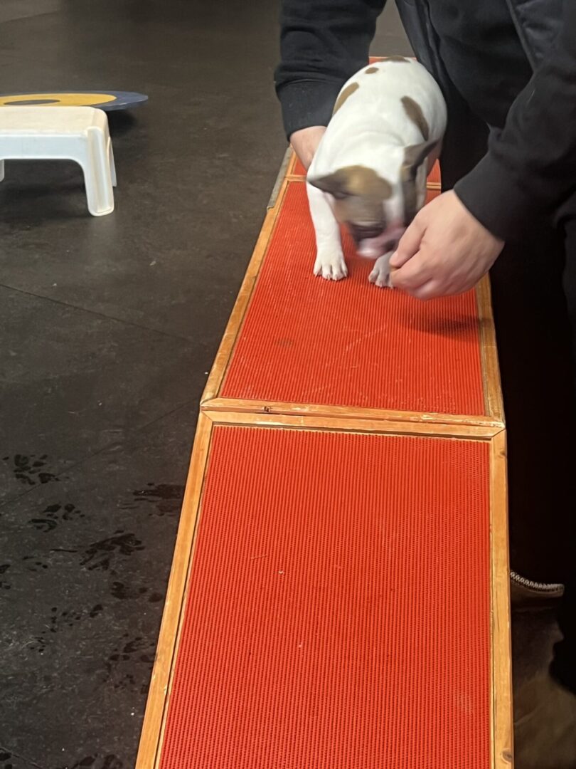 A person guiding a puppy on a red agility ramp indoors.