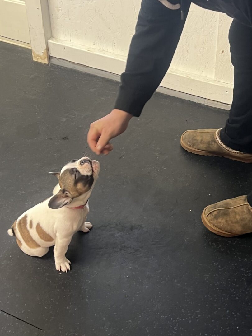 A small puppy being offered a treat by a person.