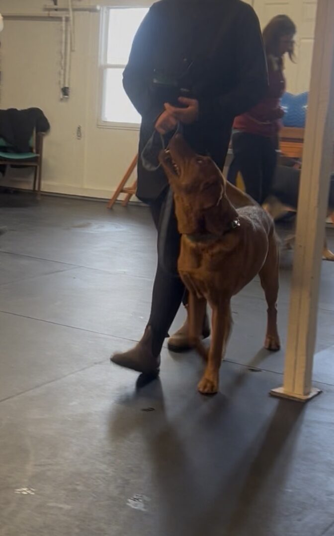 A person walking a brown dog indoors on a leash.