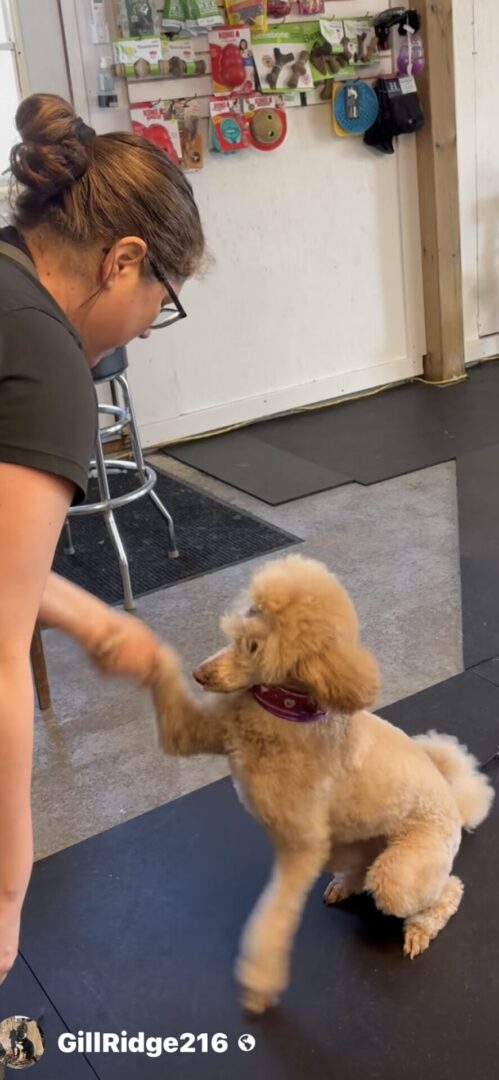 Person shaking hands with a small dog indoors.