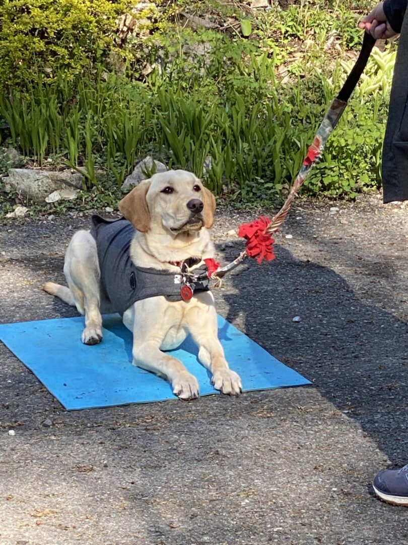 A dog dressed in a suit lying on a blue mat outdoors.
