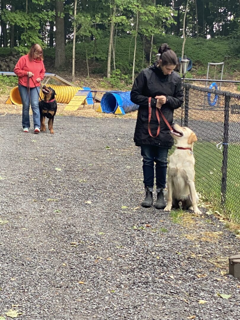 Person training a golden retriever outdoors with onlookers in the background.