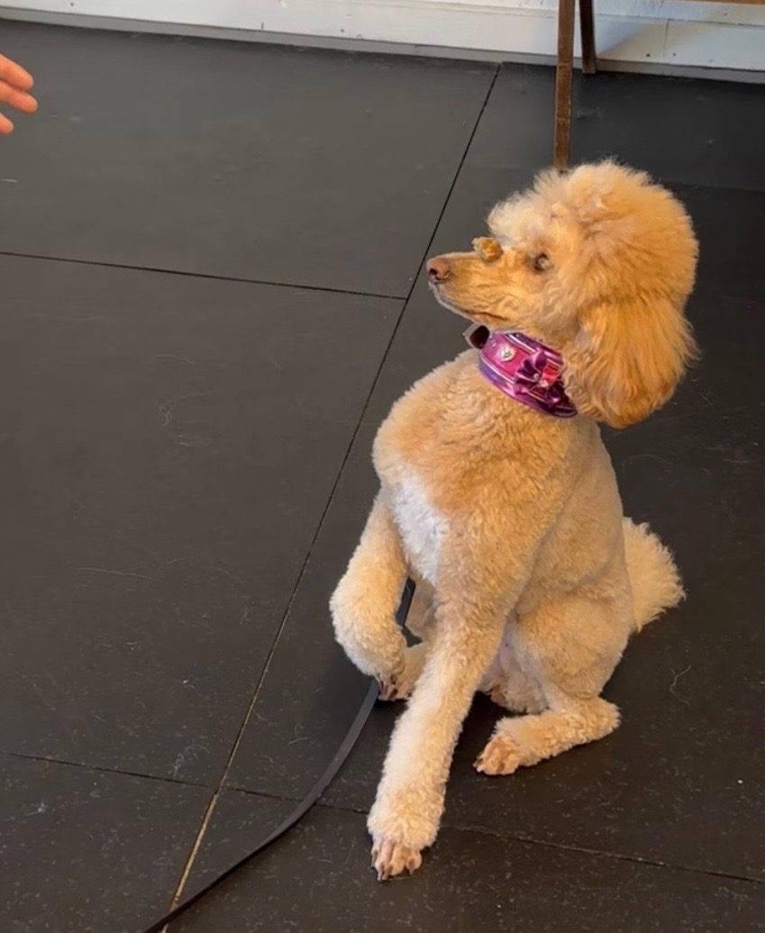 A small poodle with a pink bow sitting on a dark floor.