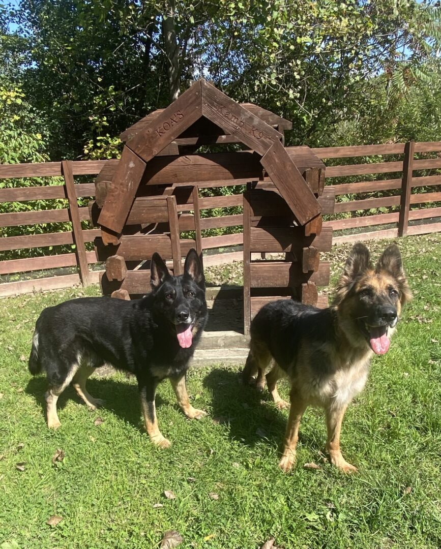 Two German Shepherd dogs standing on grass near a wooden doghouse.