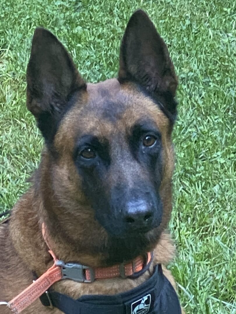 A close-up of a German Shepherd dog with attentive ears.