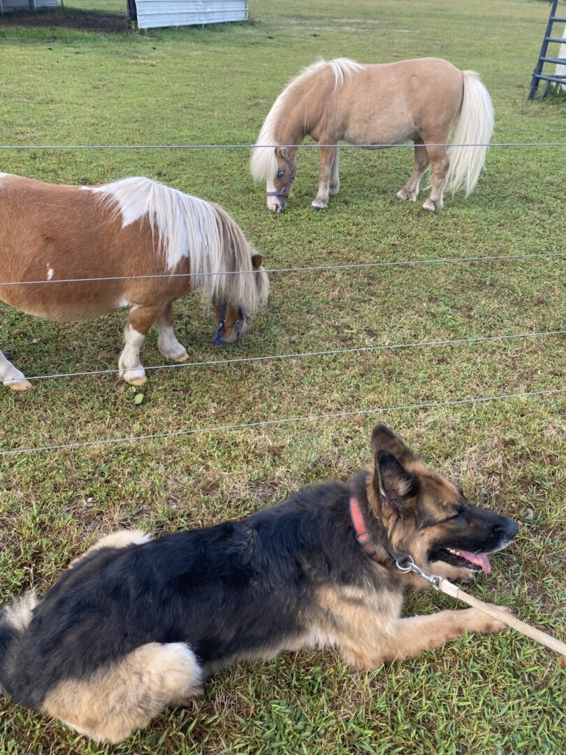 A German Shepherd lying on grass with two ponies grazing in the background.