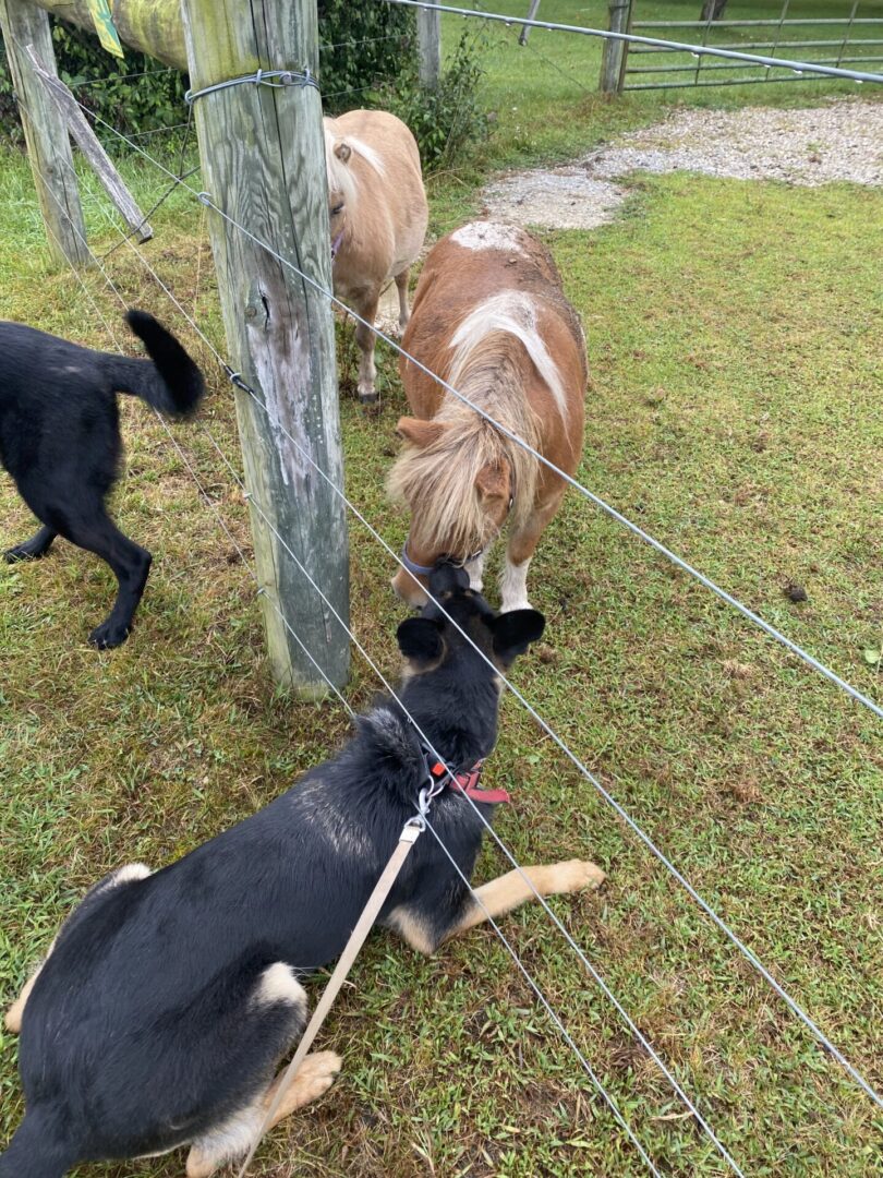Three dogs near a fence, one wearing a harness and leash.