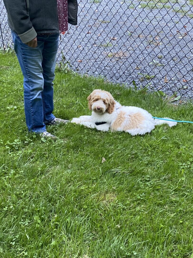 A small dog lying on grass near a person standing.