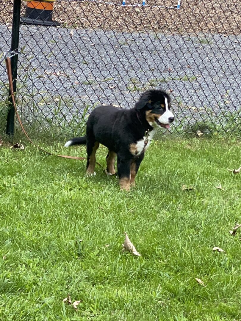 A young Bernese Mountain Dog puppy stands on green grass near a chain-link fence.